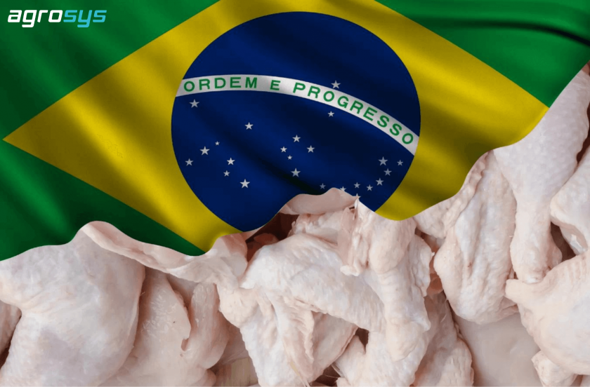  Celebração da Liderança Brasileira nas Exportações de Carne de Frango