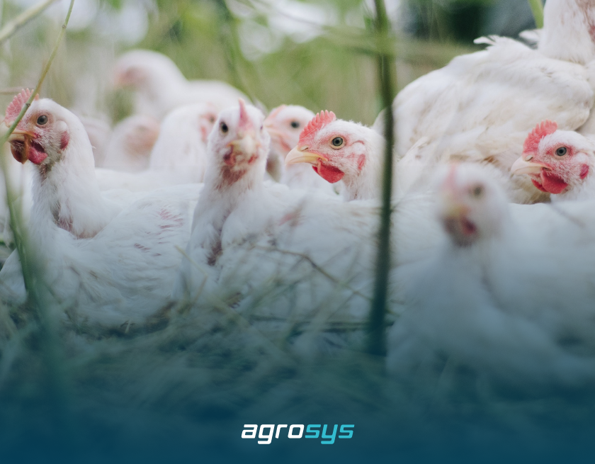 A gripe aviária: O cenário da avicultura no Brasil e no mundo, passa por desafios