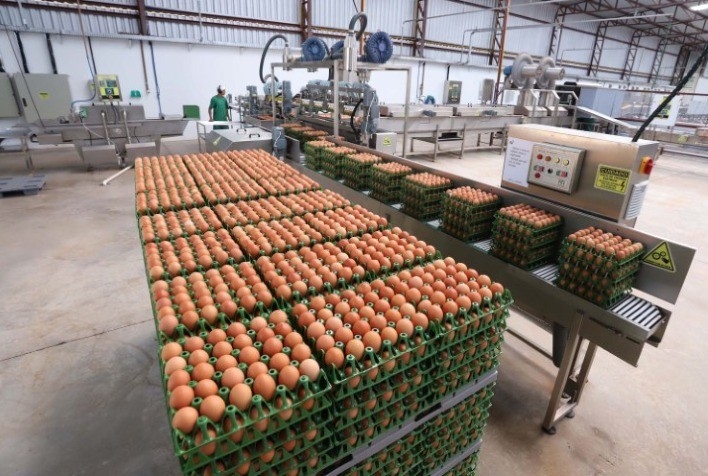 Rastreabilidade para produção de ovos comerciais